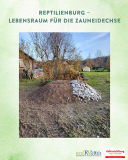 Ihr wolltet schon immer mal etwas für die Zauneidechse in eurem eigenen Garten machen? Baut ihr doch eine Reptilienburg! Auf den nächsten Slides erklären wir euch wie die Artenvielfalt in euren Garten einkehrt. Macht mit und schafft auch ihr kleine Rückzugsorte für Reptilien!🦎
Unterstützt durch die Heimatstiftung der @kreissparkasseravensburg haben wir ein solches Biodiversitätselement im Rahmen des Projektes Kleingärten wagen Wildnis beim Kleingartenverein Gartenfreunde Argenau in Wangen geschaffen.

#kleingarten #wildnis #kleingärtenwagenwildnis #biodiversität #zauneidechse #allgaeu #oberschwaben #artenvielfalt #landschaftserhaltungsverband #reptilienburg