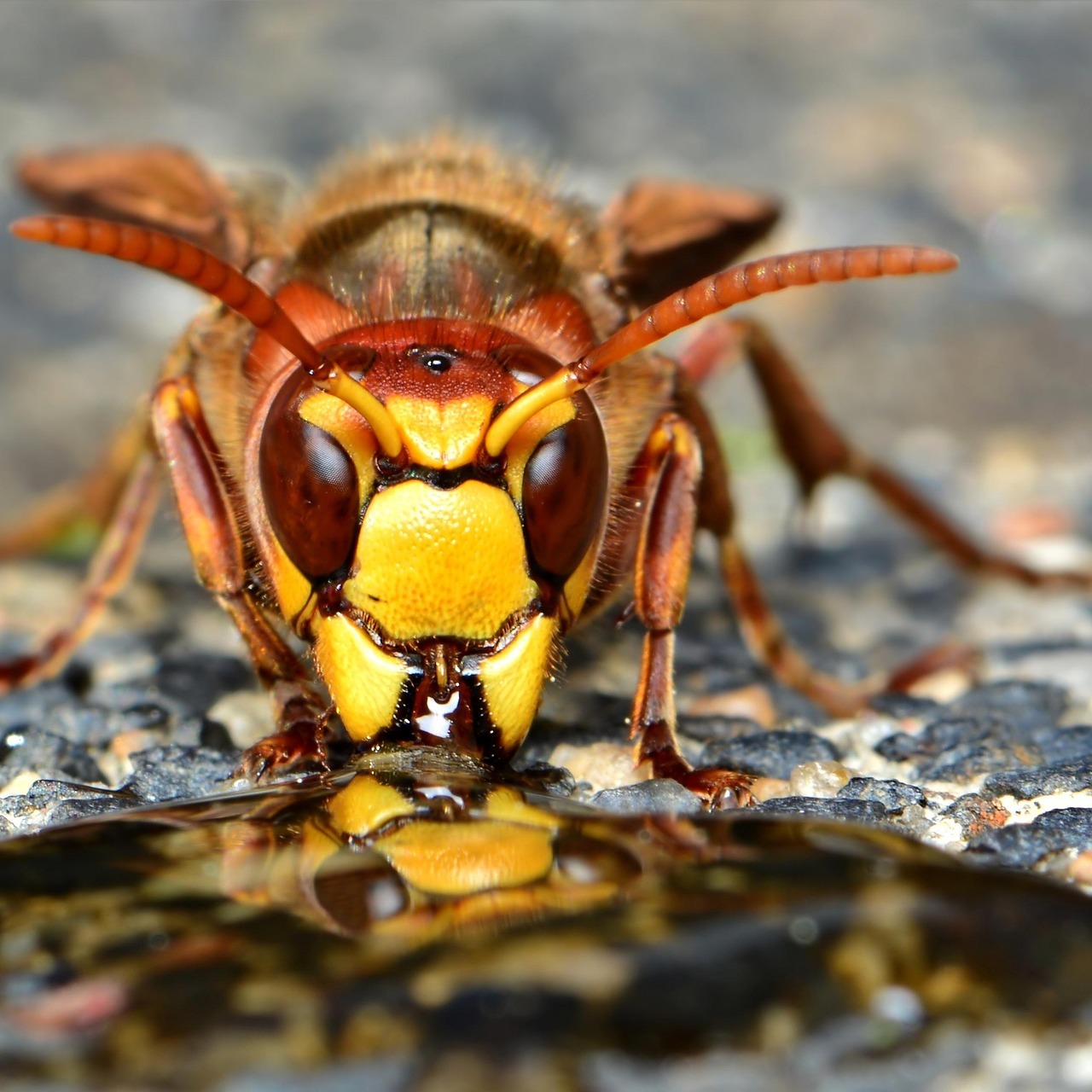 🐝 Held*in für Hornisse & Co. gesucht! 🐝
Herz für die Natur und keine Scheu vor Hornissen & Wespen? Das Umweltamt Ravensburg sucht Sie als ehrenamtliche/n Fachberater/in im Hornissen- und Wespenschutz! 
Sie möchten aktiv beim Artenschutz mithelfen, mit Fachwissen aufklären und lernen, wie man Konflikte zwischen Mensch und Tier friedlich löst? Dann sind Sie bei uns genau richtig!
Wir laden Sie herzlich zu unserer Fortbildungsveranstaltung ein:
Einführung ins Ehrenamt im Hornissen- und Wespenschutz

📅 Wann? Samstag, 21. März 2026 10.00 Uhr bis ca. 13.30 Uhr Wo? Ravensburg (genauer Treffpunkt wird nach Anmeldung bekannt gegeben) ✏️ Was? Erfahren Sie mehr über die Lebensweise der Tiere, die rechtlichen Grundlagen und wie Sie als ehrenamtliche/r Berater/in aktiv werden können.

Interesse geweckt? Dann melden Sie sich bei uns: Bau- und Umweltamt, Landkreis Ravensburg; Email: bu@rv.de
Gemeinsam für ein starkes Miteinander von Mensch und Natur. Wir freuen uns auf dich!

📸 Foto: ClaudiaWollesen / Pixabay
@landkreis.ravensburg

#Hornissenschutz #Wespenschutz #Ehrenamt #Artenschutz #Naturschutz #Insektenschutz #Artenvielfalt #HelferGesucht