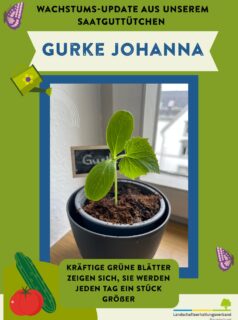 Wachstums-Update aus unseren Saatguttütchen vom Blühenden Landkreis 🌼
Auf unserer Fensterbank wird es immer grüner. Unsere Gurken, Tomaten und Blumen wachsen fleißig weiter. 🥒🍅🌸
Wie sieht es bei euch aus? Habt ihr auch schon Fortschritte entdeckt?🌱 Kooperationspartner @elobau_stiftung Saatguthersteller @tatgut.de  #allgäu #oberschwaben #landschaftserhaltungsverband #naturvielfalt #biodiversität