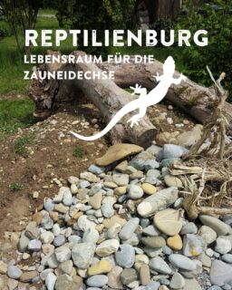 Kleingärten wagen Wildnis: Reptilienburg 🌿🦎

Mit Natursteinen, Totholz und offenen Hohlräumen wurden Sonnenplätze, Verstecke und Überwinterungsmöglichkeiten geschaffen. So trägt die Reptilienburg aktiv zur Förderung der Artenvielfalt im Kleingarten bei. 🎉

Dank der großzügigen Unterstützung der @kreissparkasseravensburg konnte dieses Projekt umgesetzt werden.