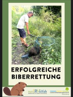 Dieser Biber saß in einem Fischzuchtbecken fest und kam aus eigener Kraft nicht mehr heraus. Zum Glück konnten wir ihn sicher aus dem Becken befreien und wieder in die Freiheit entlassen. 🦫

#Biberrettung #Biber #Biberschutz #Naturschutz #Wildtierschutz