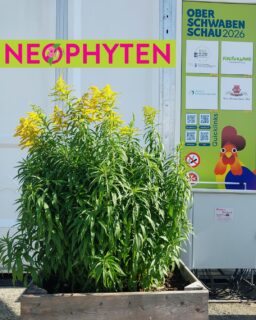 Die "Neophyten-Roadshow" war auf der Oberschwabenschau 2026! 🐓🌼

Vom 14.-18. Oktober war wieder Oberschwabenschau in Ravensburg. 
Wir waren auch dabei, mit unserer "Neophyten-Roadshow". 
In umfunktionierten Obstkisten konntet ihr die häufigsten invasiven Neophyten in unserer Region kennenlernen. Neben Indischem Springkraut (Imaptiens glandulifera) und Kanadischer Goldrute (Solidago canadensis) konntet ihr auch Kanadisches Berufkraut (Erigeron canadensis) und den Japanischen Staudenknöterich (Fallopia japonica) sehen. Auch eine der beliebtesten Heckenpflanzen in Hausgärten, den Kirschlorbeer (Prunus laurocerasus) hatten wir dabei. 

Mit der "Neophyten-Roadshow" soll auf die Problematik der invasiven Neophyten aufmerksam gemacht werden, die sich wegen fehlender Konkurrenz stark in unserer Landschaft ausbreiten, und heimische Arten verdrängen. 
Mehr Informationen zum Thema findet ihr auch in unserem Flyer und auf der natuRVielfalt Website.

#landschaftserhaltungsverband #neophyten #biodiversität #artenvielfalt #landkreisravensburg #oberschwabenschau