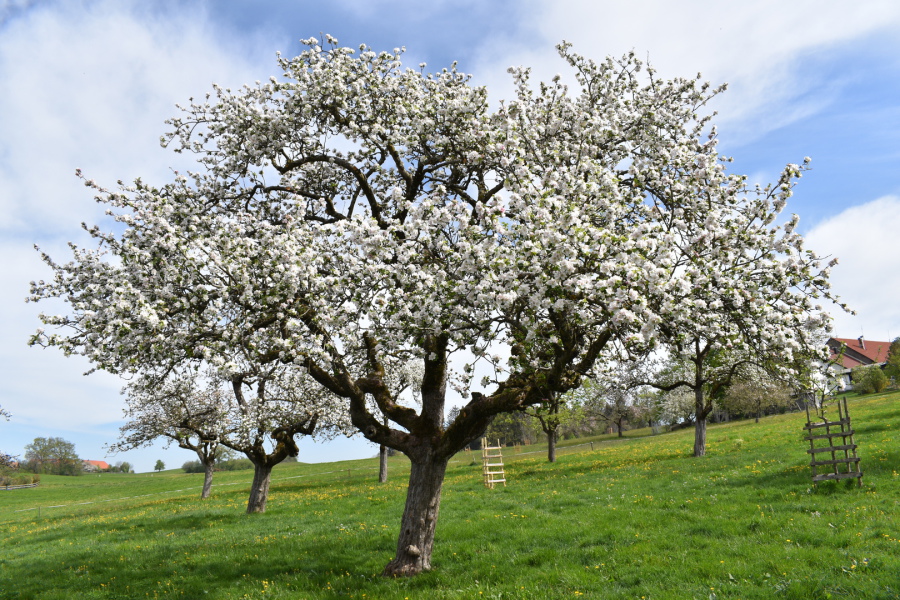 Ein gesunder Streuobstapfelbaum nach fachgerechter Pflege in voller Blüte