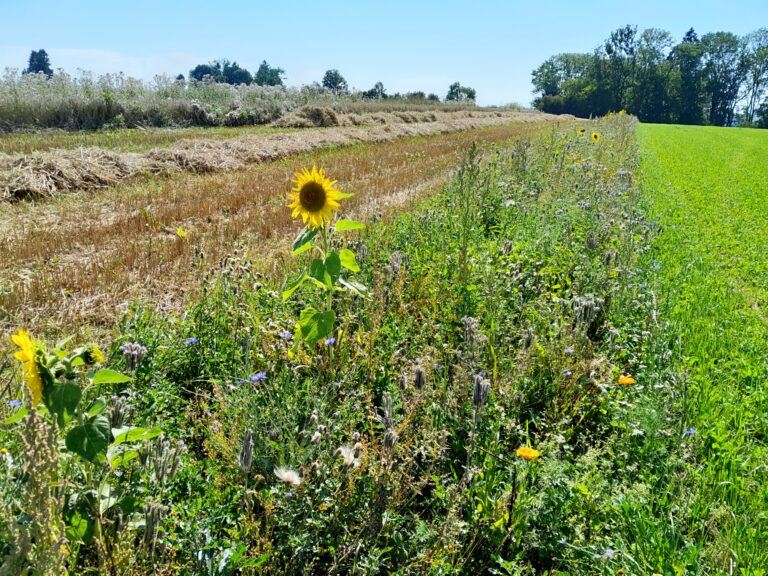 Ackerblühstreifen in der Gemeinde Leutkirch (Foto Biohof Maier)