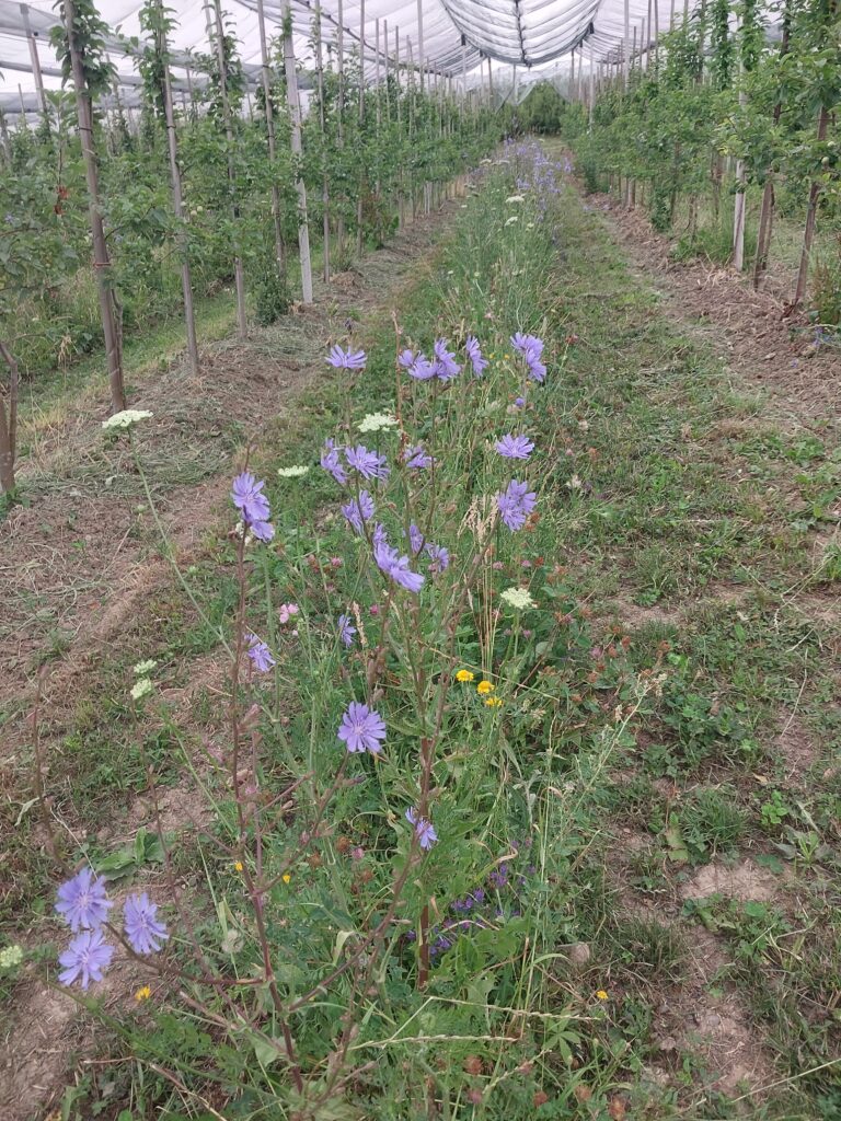 Blühstreifen aus gebietsheimischen Wildpflanzen in der Fahrgassenmitte (FÖKO-Mischung) in der Gemeinde Horgenzell (Foto Markus Köberle Bioobst GbR)